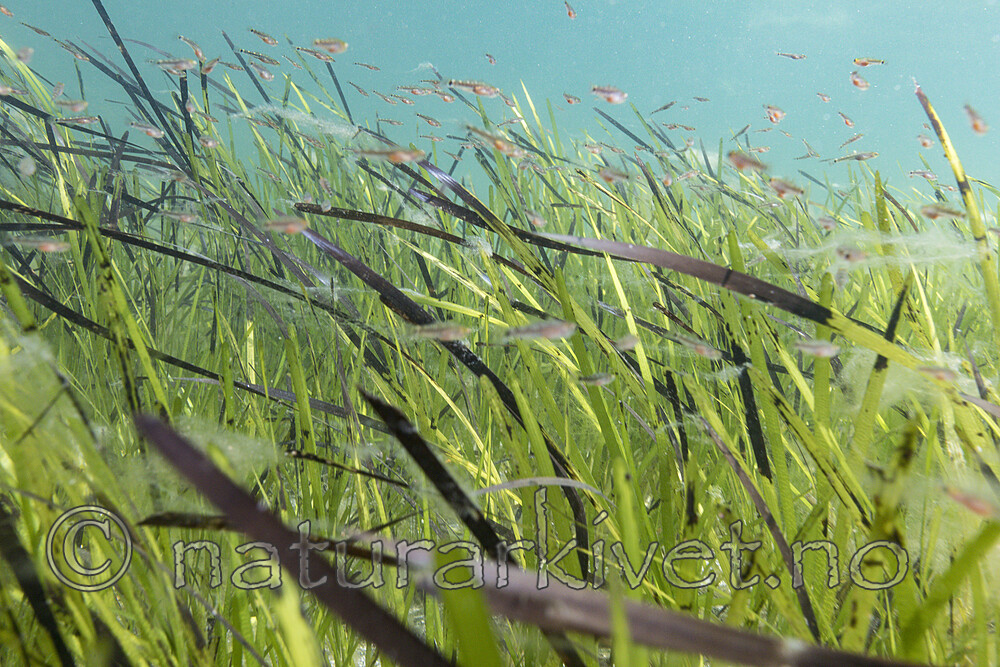 KA_180727_19 / Zostera marina / ålegras <br /> Zostera marina