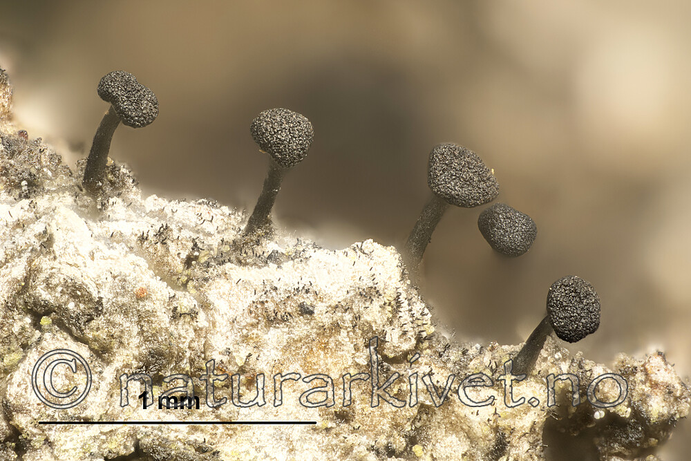 KA_180802_populneum_mm / Phaeocalicium populneum / Vanlig ospenål