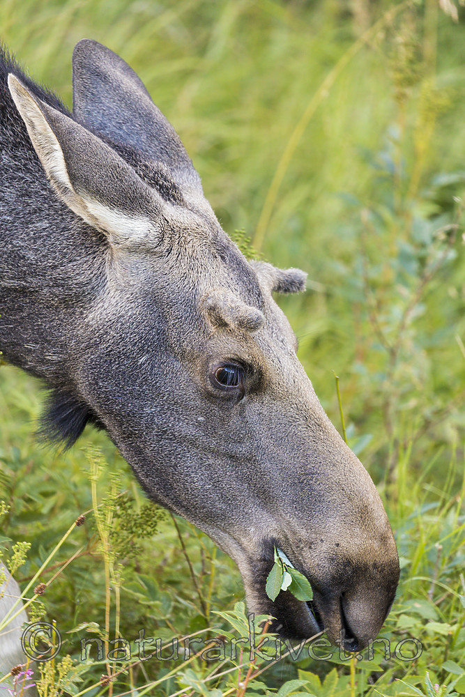 KA_180814_108 / Alces alces / Elg