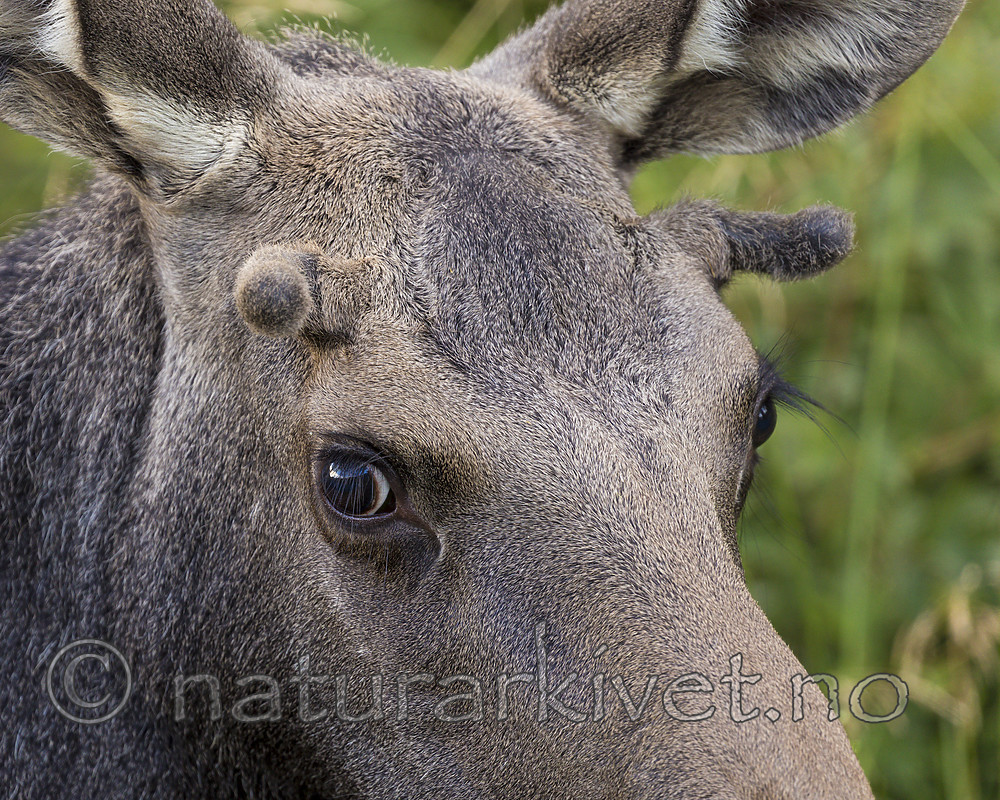 KA_180814_81 / Alces alces / Elg