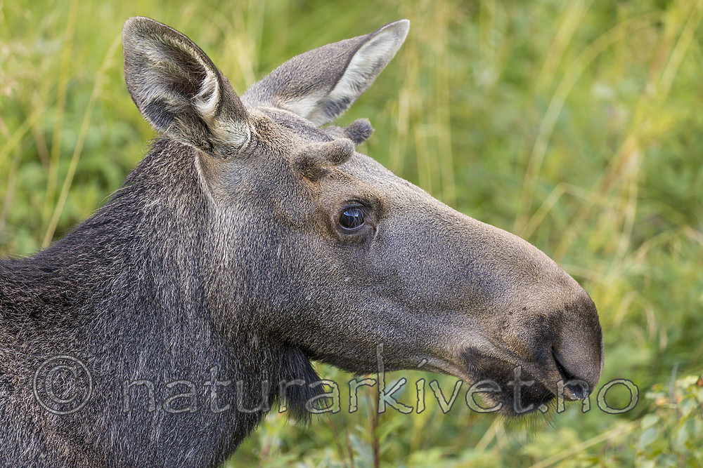 KA_180814_87 / Alces alces / Elg