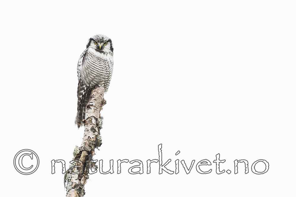 KA_180822_86 / Surnia ulula / Haukugle