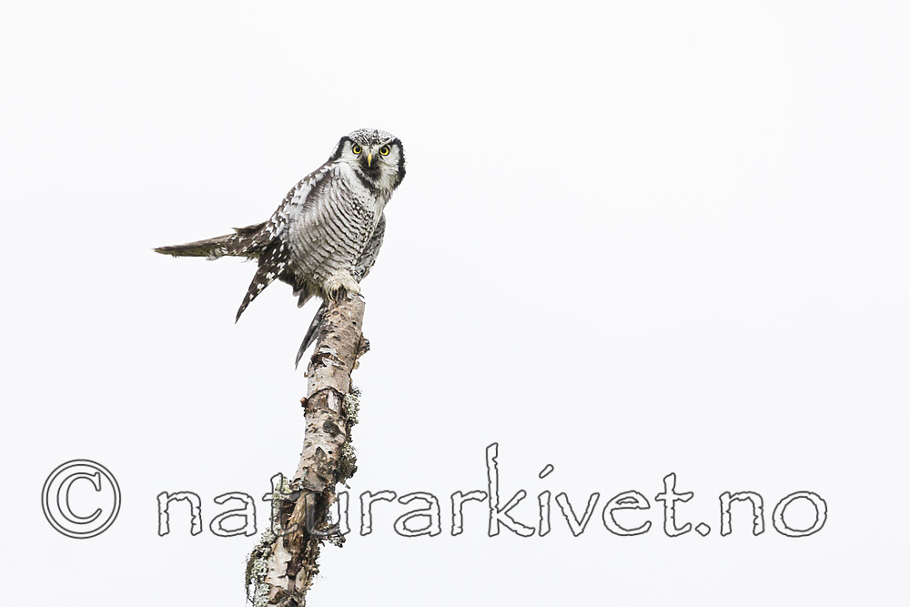 KA_180822_88 / Surnia ulula / Haukugle