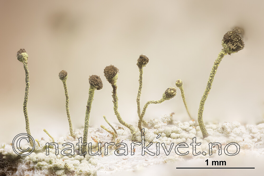 KA_180904_chlorella_mm / Chaenotheca chlorella / Vortenål