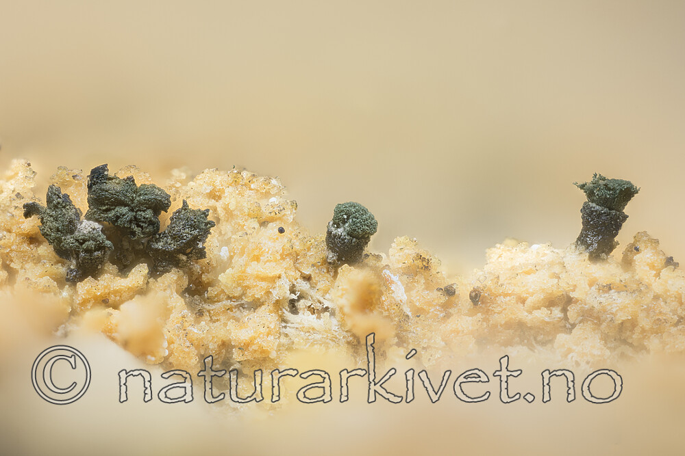 KA_180904_disseminatum / Microcalicium disseminatum / Krukkenål