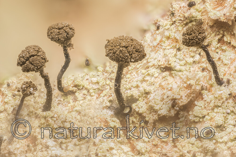 KA_180906_stemonea / Chaenotheca stemonea / Skyggenål