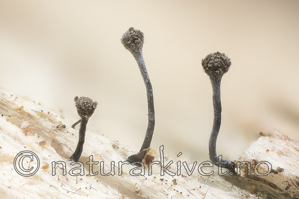 KA_180906_xyloxena / Chaenotheca xyloxena / Puslenål