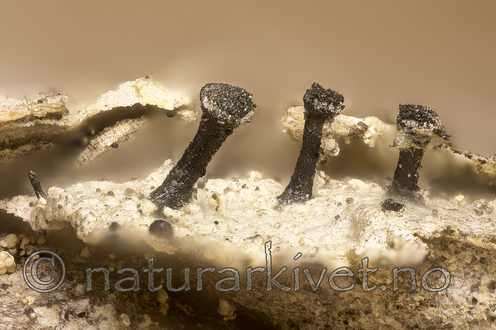 KA_180910_parvum / Calicium parvum / Svartprikknål