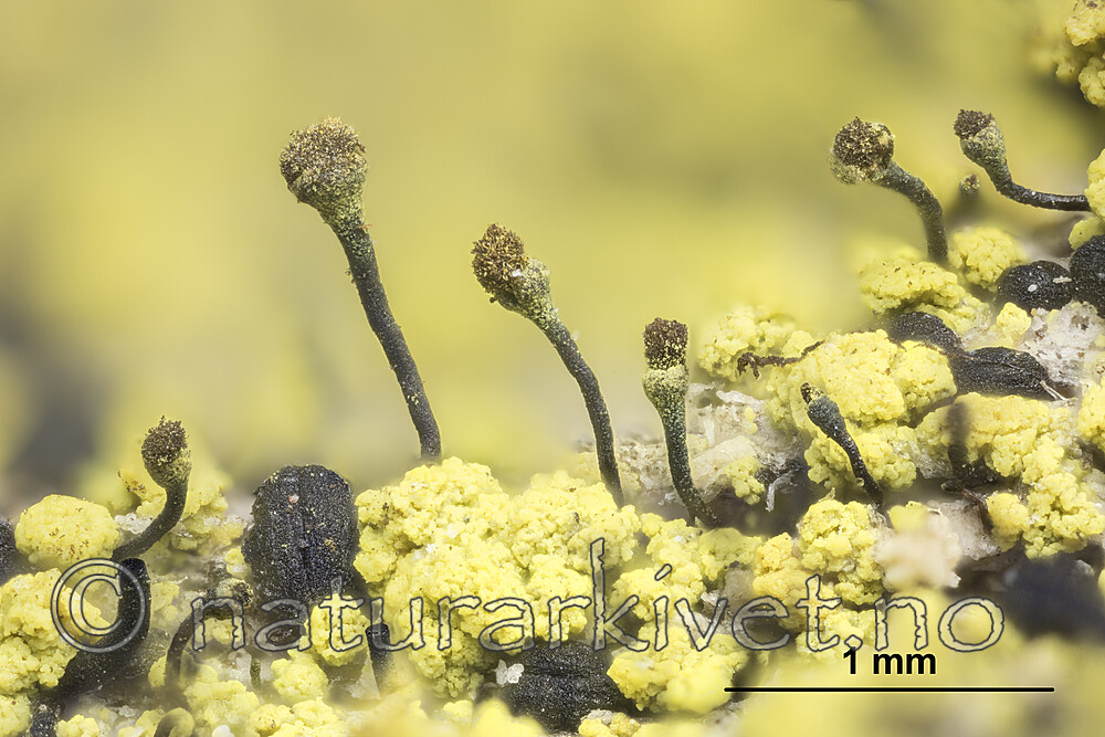 KA_180911_chrysocephala_mm / Chaenotheca chrysocephala / Gulgrynnål