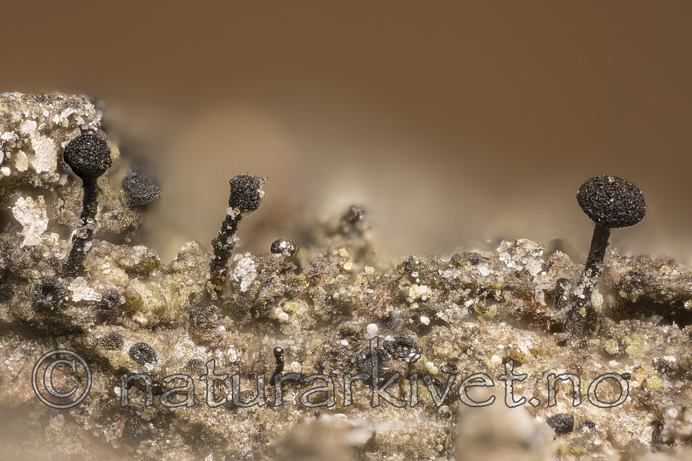 KA_180911_praecedens / Phaeocalicium praecedens / Stor ospenål