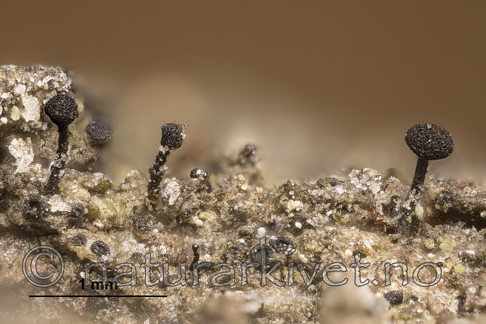 KA_180911_praecedens_mm / Phaeocalicium praecedens / Stor ospenål