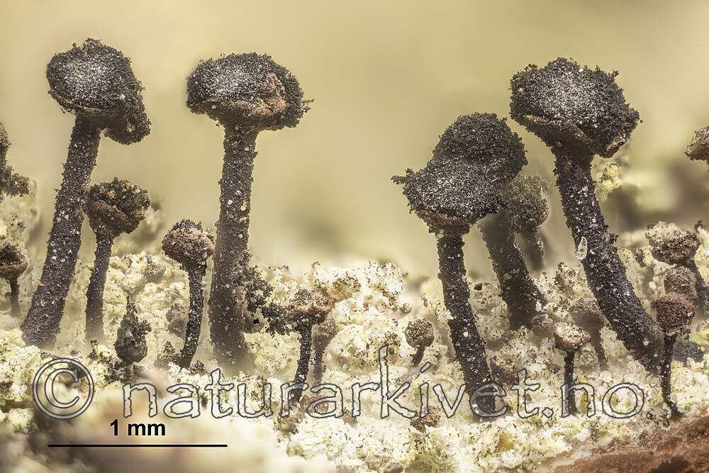 KA_180911_viride_mm / Calicium viride / Grønnsotnål