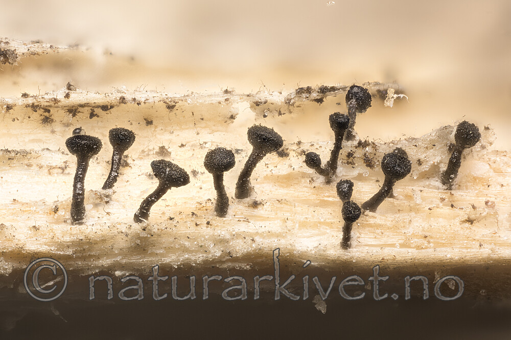 KA_180918_debilis / Chaenothecopsis debilis