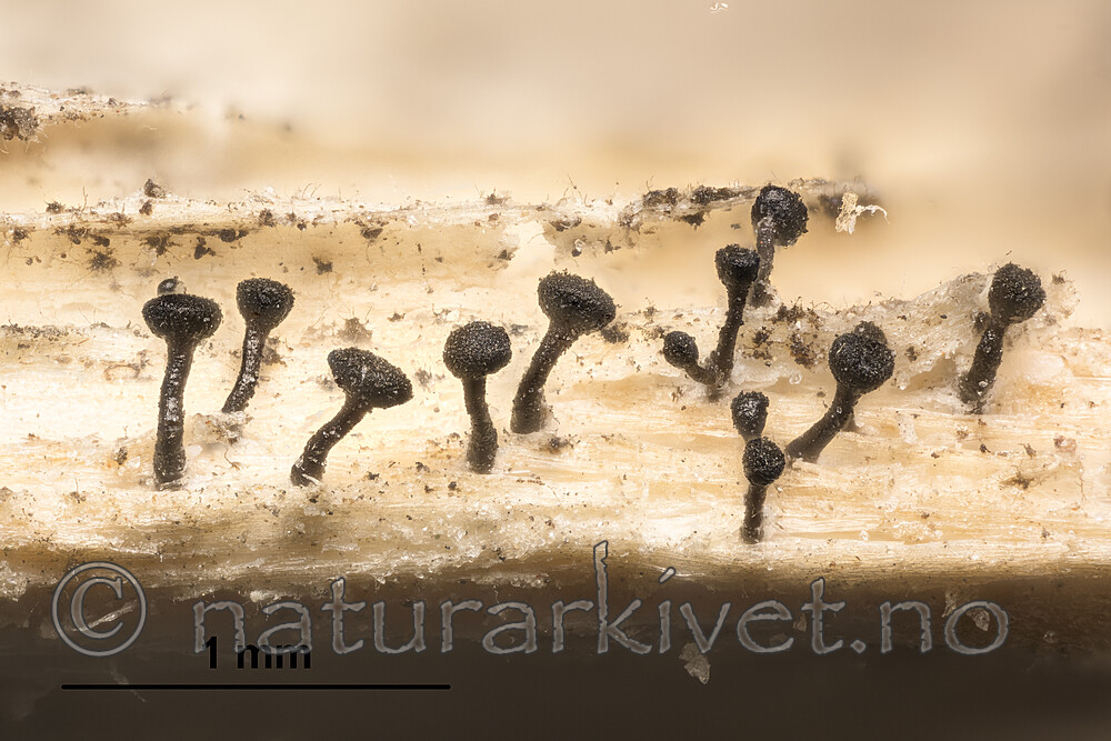 KA_180918_debilis_mm / Chaenothecopsis debilis