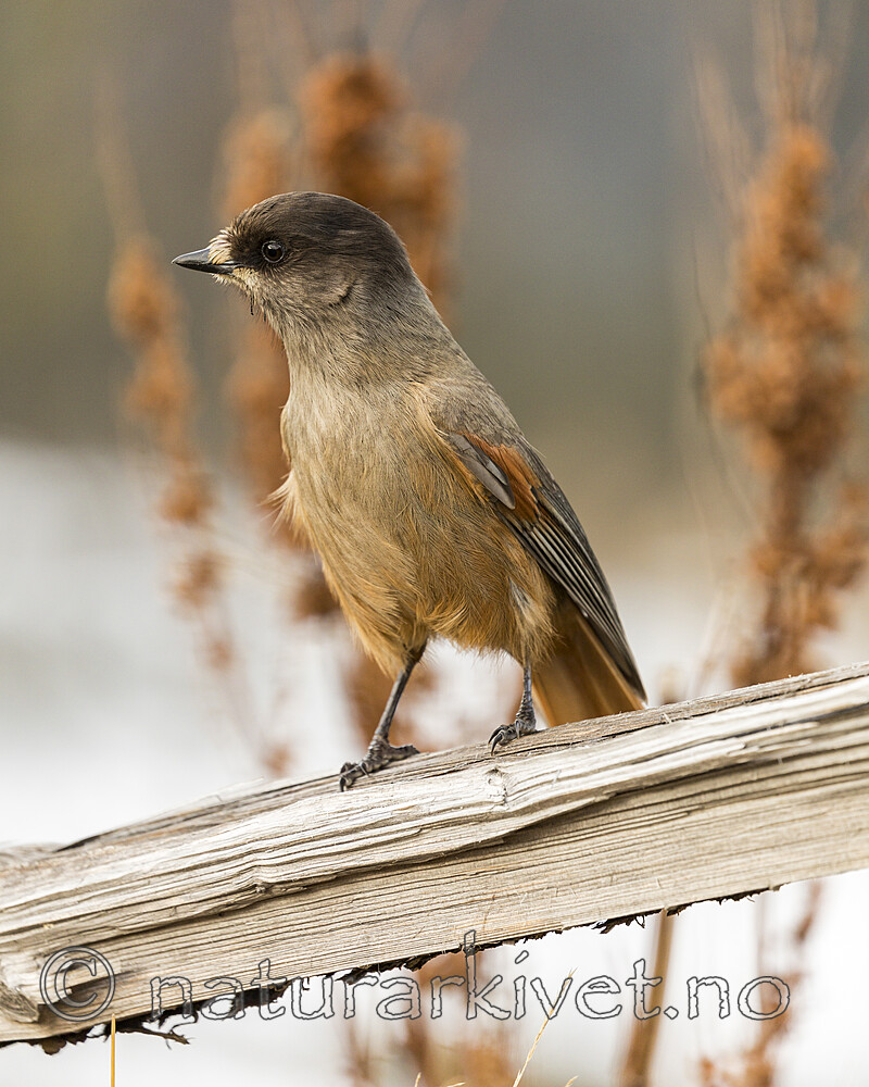 KA_181117_1 / Perisoreus infaustus / Lavskrike