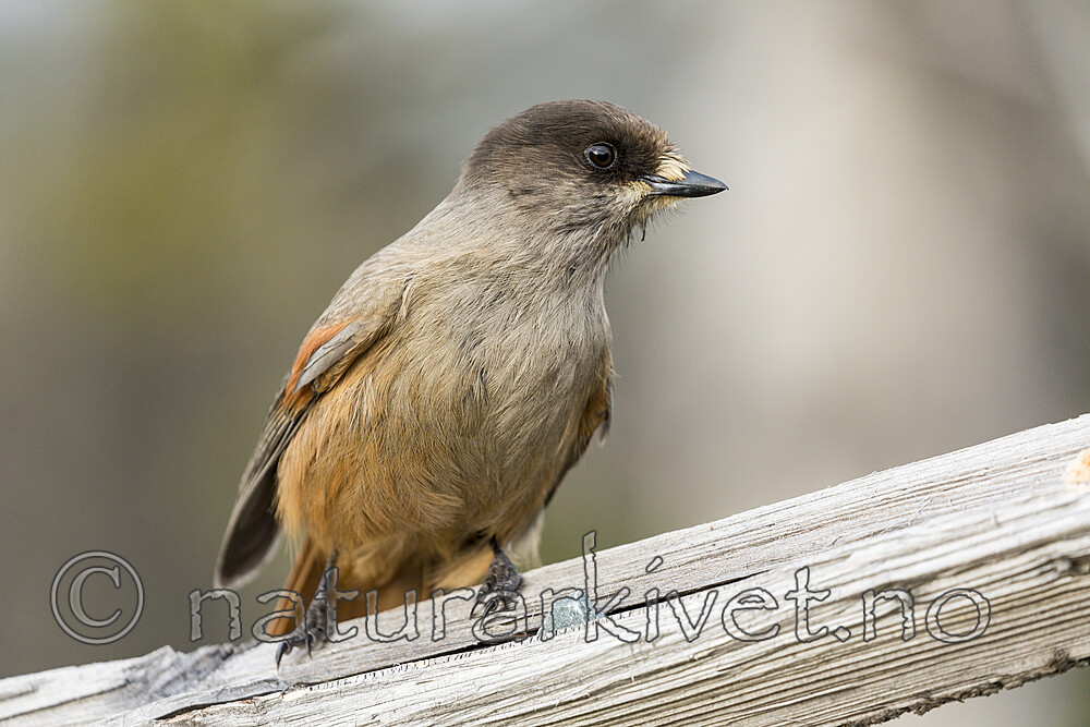 KA_181117_6 / Perisoreus infaustus / Lavskrike