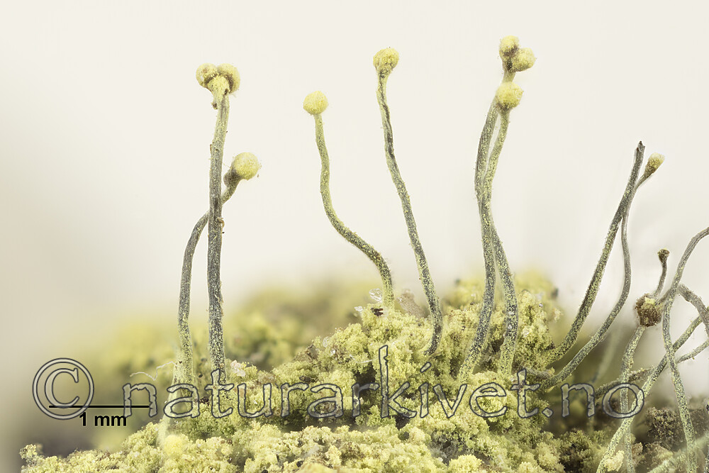 KA_190118_furfuracea_mm / Chaenotheca furfuracea / Gullnål