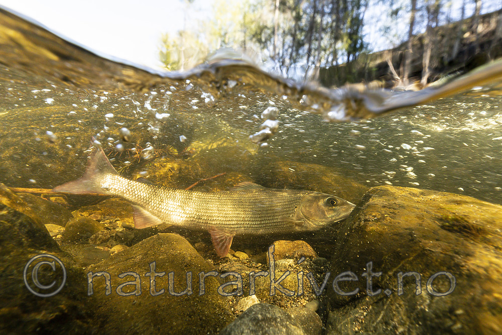 KA_190515_11 / Thymallus thymallus / Harr