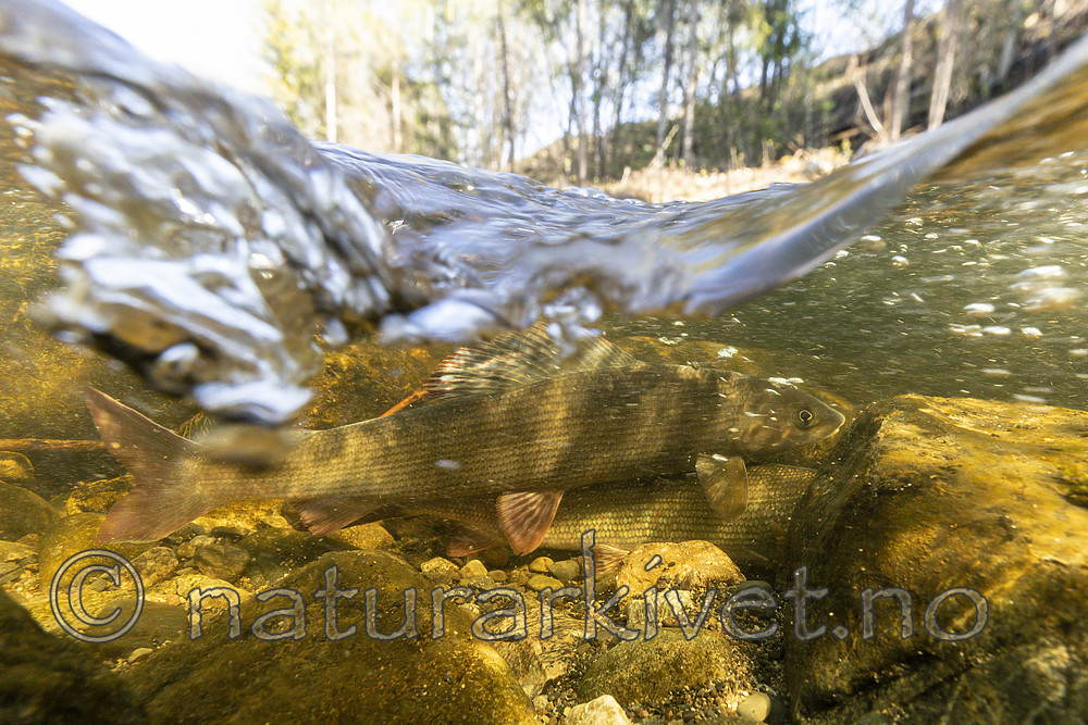 KA_190515_14 / Thymallus thymallus / Harr