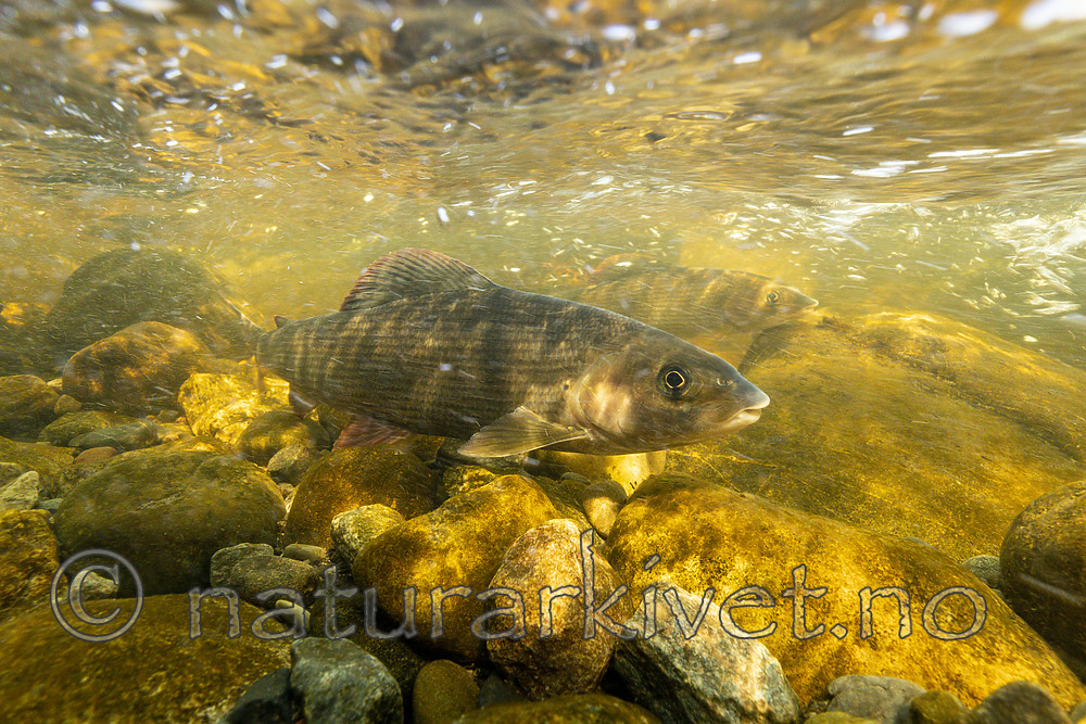 KA_190515_2 / Thymallus thymallus / Harr