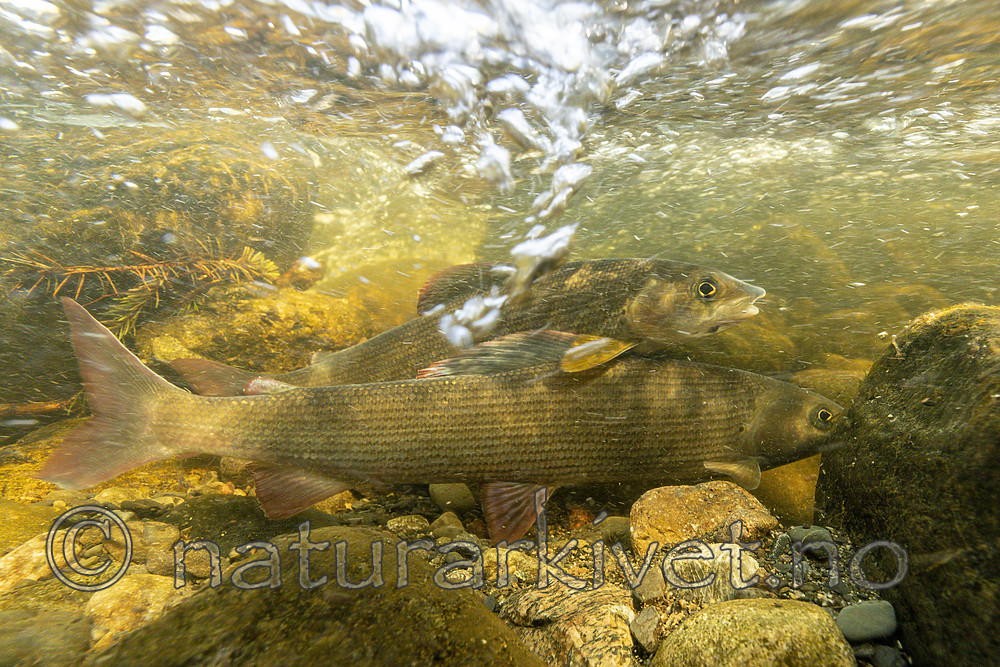 KA_190515_48 / Thymallus thymallus / Harr