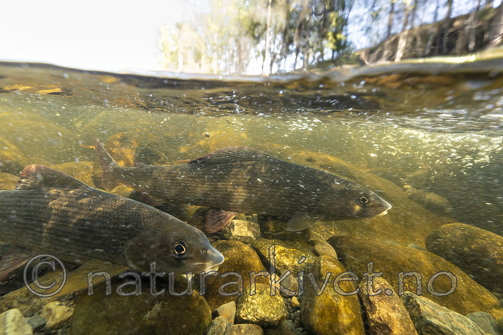 KA_190515_51 / Thymallus thymallus / Harr