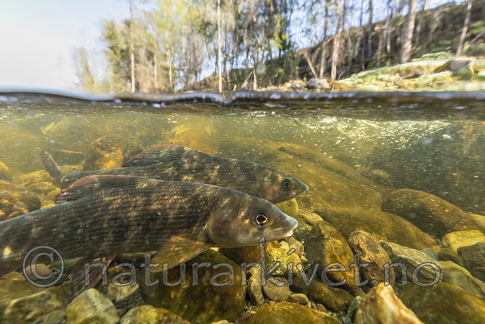 KA_190515_52 / Thymallus thymallus / Harr