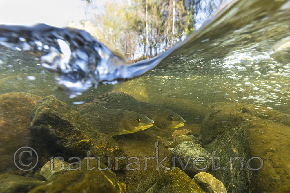 KA_190515_59 / Thymallus thymallus / Harr