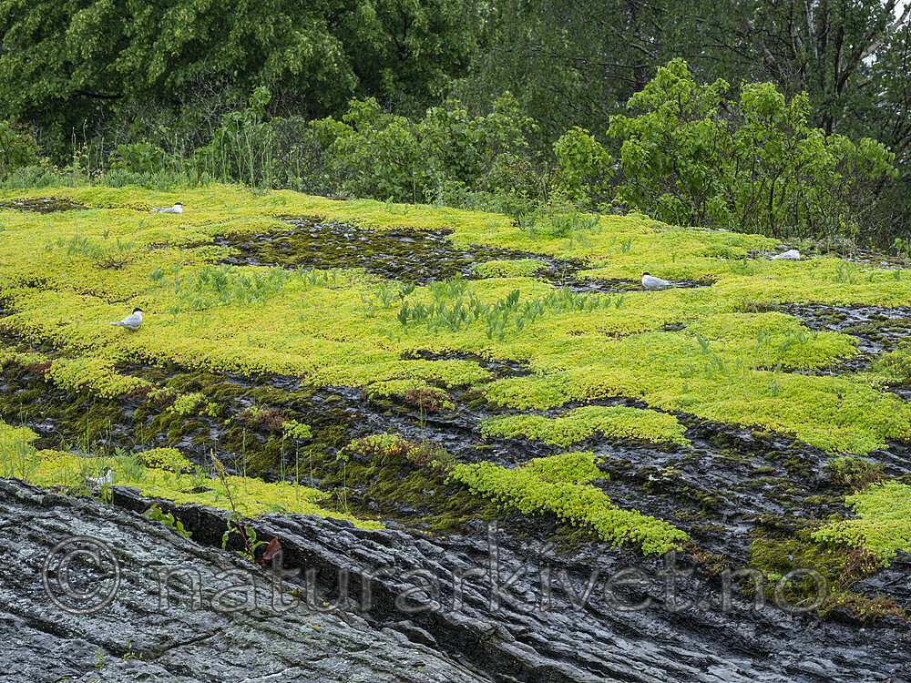 KA_190613_2 / Phedimus spurius / Gravbergknapp <br /> Sterna hirundo / Makrellterne