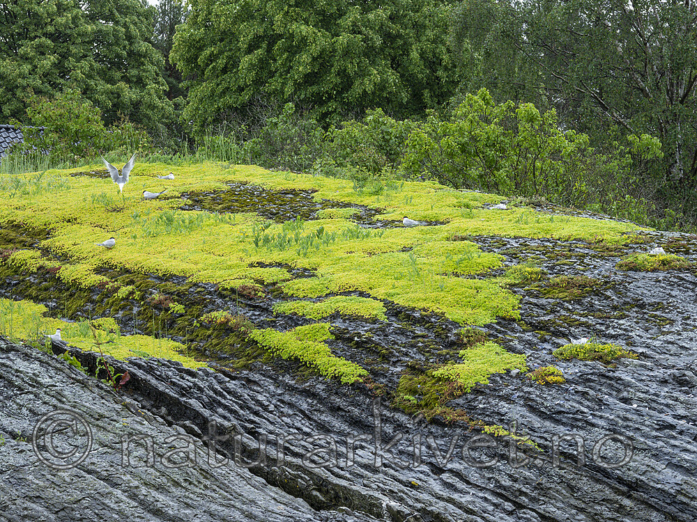 KA_190613_3 / Phedimus spurius / Gravbergknapp <br /> Sterna hirundo / Makrellterne