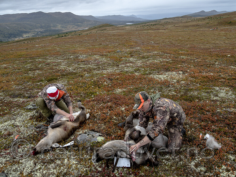 KA_190914_13 / Rangifer tarandus / Rein