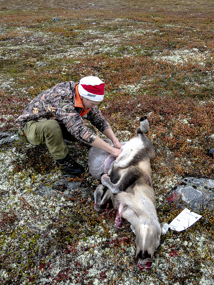 KA_190914_15 / Rangifer tarandus / Rein