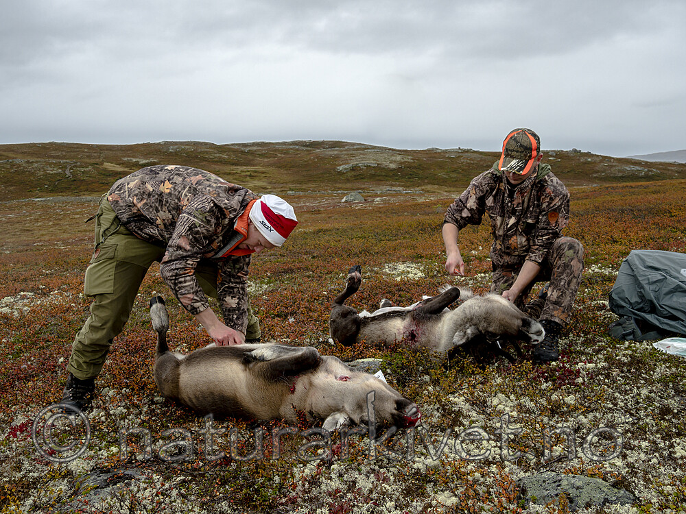 KA_190914_8 / Rangifer tarandus / Rein