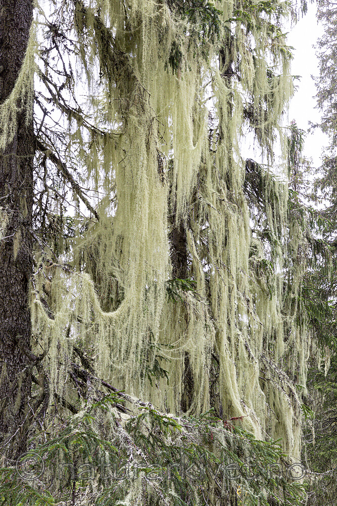 KA_190923_101 / Usnea longissima / Huldrestry