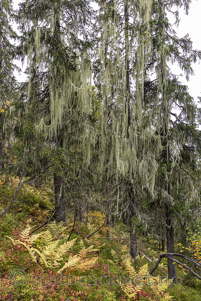KA_190923_113 / Usnea longissima / Huldrestry