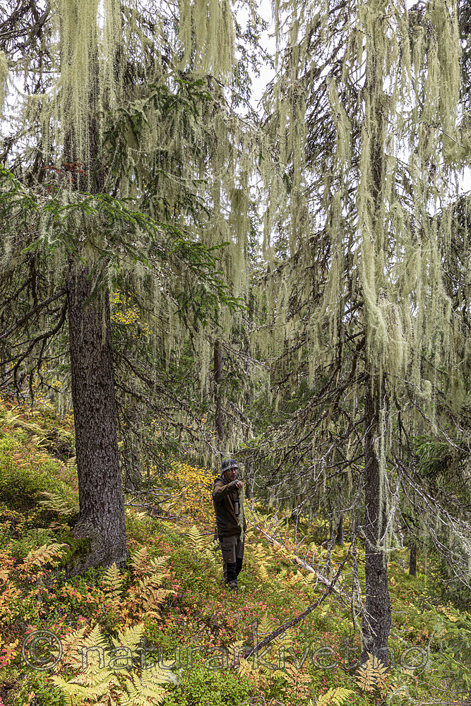 KA_190923_129 / Usnea longissima / Huldrestry