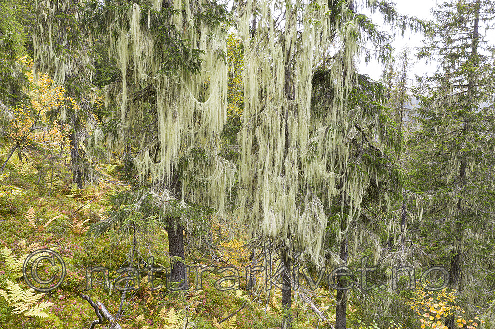 KA_190923_157 / Usnea longissima / Huldrestry