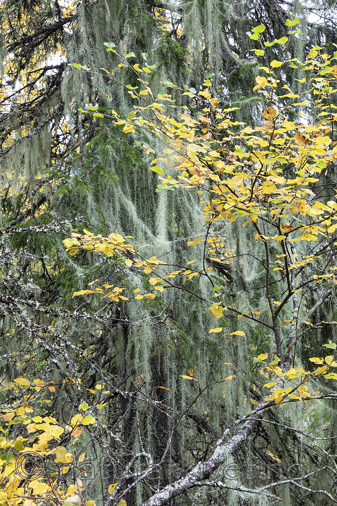 KA_190923_162 / Usnea longissima / Huldrestry