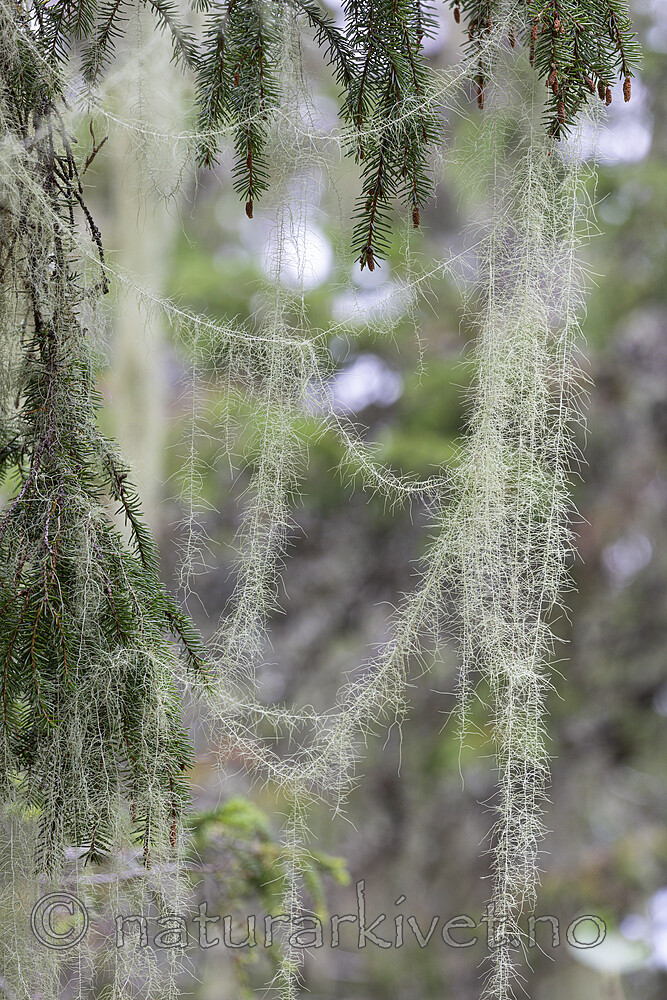 KA_190923_168 / Usnea longissima / Huldrestry