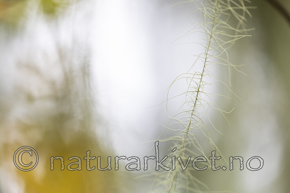 KA_190923_174 / Usnea longissima / Huldrestry