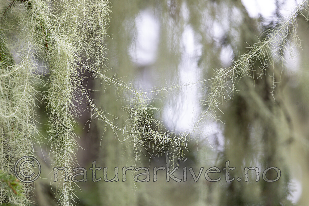 KA_190923_176 / Usnea longissima / Huldrestry