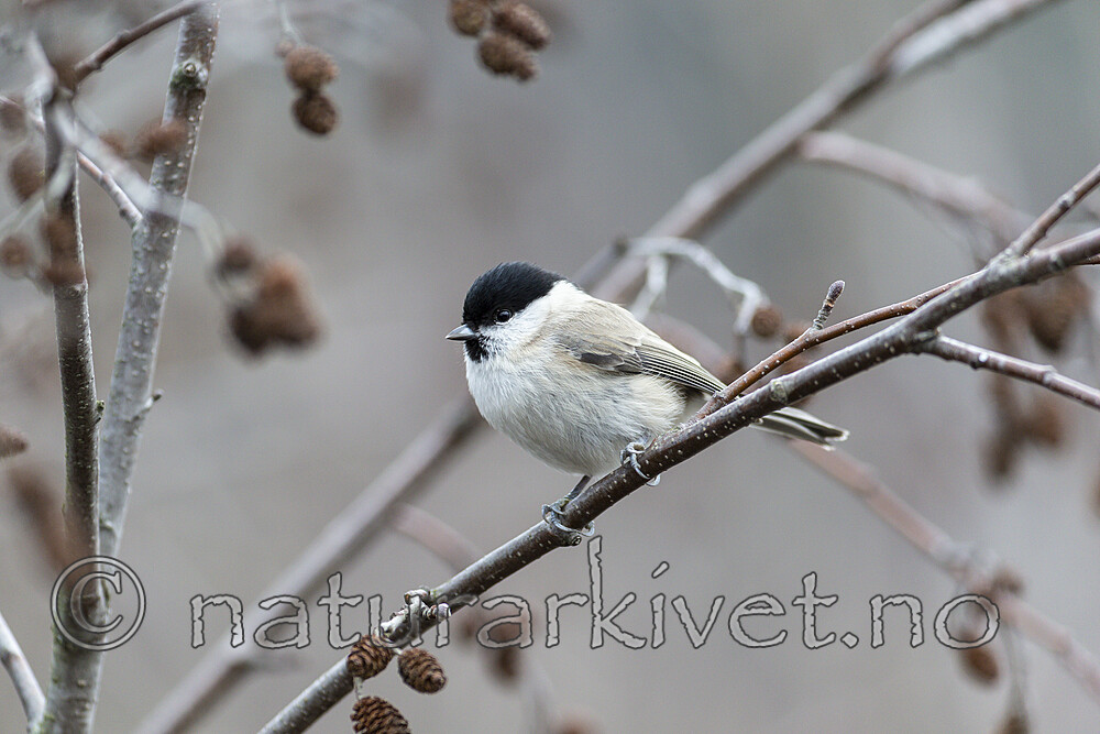 KA_191103_4 / Poecile palustris / Løvmeis