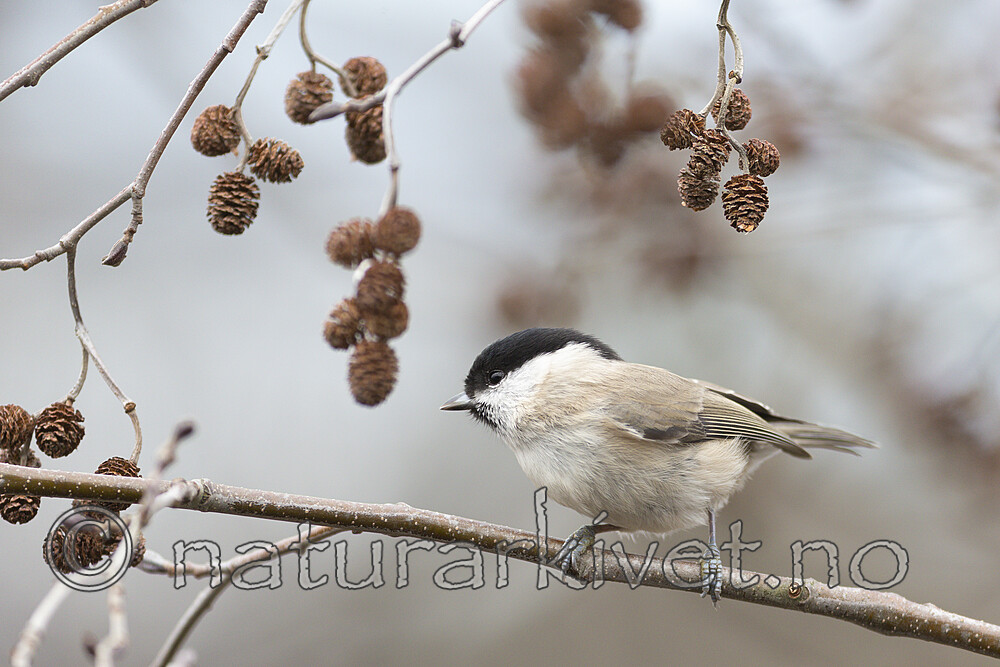 KA_191103_6 / Poecile palustris / Løvmeis