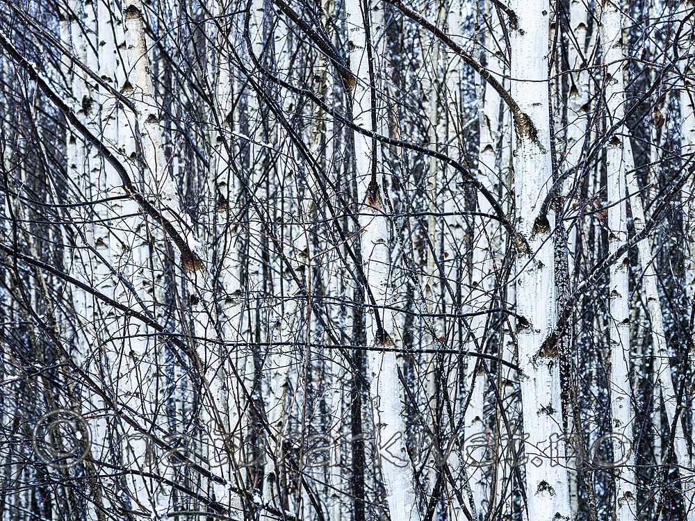 KA_191127_184 / Betula pubescens / Bjørk