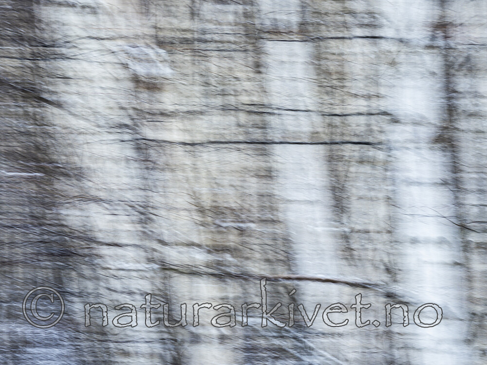 KA_191127_186 / Betula pubescens / Bjørk