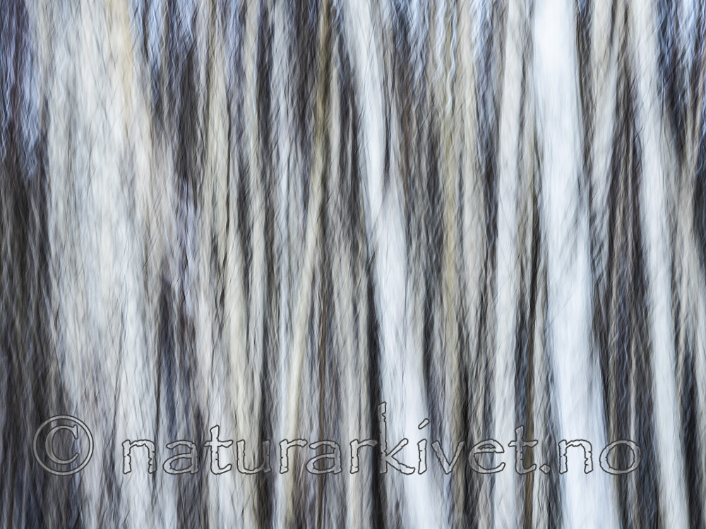KA_191127_187 / Betula pubescens / Bjørk