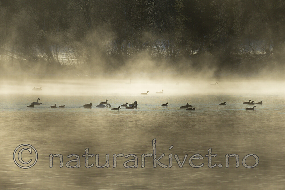 KA_191129_16 / Branta canadensis / Kanadagås <br /> Cygnus cygnus / Sangsvane