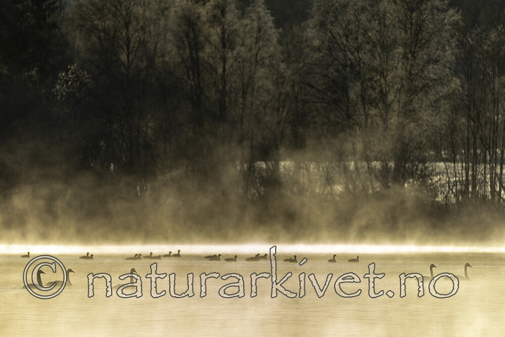 KA_191129_2 / Cygnus cygnus / Sangsvane