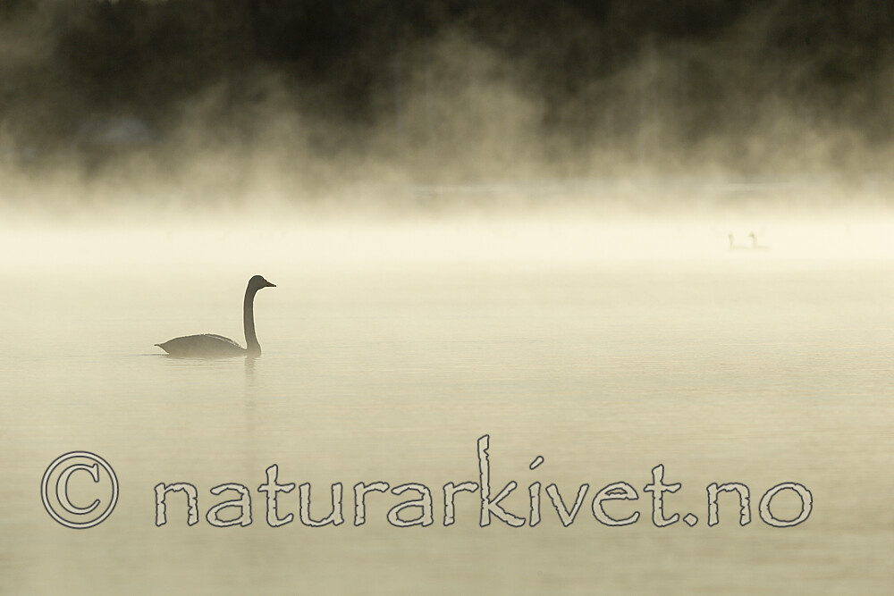 KA_191129_25 / Cygnus cygnus / Sangsvane