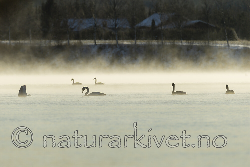 KA_191129_33 / Cygnus cygnus / Sangsvane